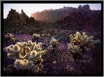 Góry, Promienie słońca, Kaktusy cholla, Park Narodowy Saguaro, Stan Arizona, Stany Zjednoczone