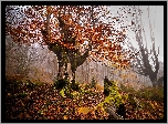 Hiszpania, Park Narodowy Gorbea, Jesień, Drzewa, Mgła