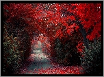 Park, Aleja, Jesień, Drzewa