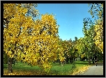 Jesień, Park, Alejka