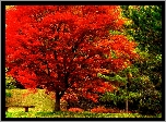 Jesień, Park, Ławeczka