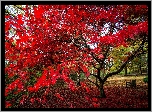 Jesień, Park, Ławka