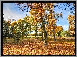 Jesień, Park, Drzewa