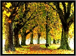 Park, Drzewa, Jesień, Alejka