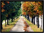 Jesień, Park, Aleja, Szpaler, Drzew, Opadłe, Liście