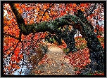 Jesień, Park, Woda