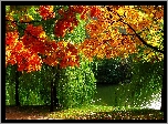 Park, Rzeka, Jesienne, Drzewa