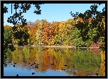 Park, Staw, Kaczki, Jesień