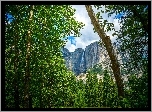 Stany Zjednoczone, Stan Kalifornia, Park Narodowy Yosemite, Las, Drzewa, Góry