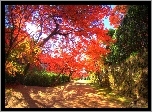 Kanzaki, Park, Drzewa