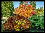 Park United Kingdom Parks Pond Trees Shrubs Sheffield Park