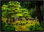 Park, Staw, Drzewa, Kioto, Japonia