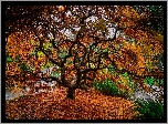 Park, Jesień, Drzewo, Klon japoński