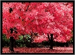 Park, Drzewa, Liście, Kolorowe, Jesień