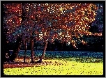 Kolorowy, Park, Drzewa