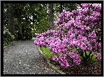Park, Aleja, Krzew, Rododendron