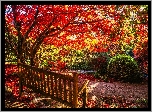 Park, Jesień, Drzewa, Krzewy, Ławeczka