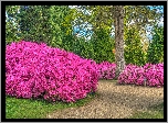 Park, Rododendrony, Drzewa, Krzewy, Alejka
