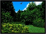 Park, Ptak, Krzewy, Kwiatów