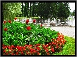 Park, Klomb, Czerwone, Kwiaty, Fontanna