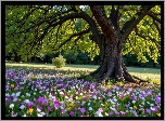 Park, Drzewa, Kwiaty