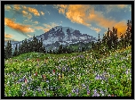 Park Narodowy Mount Rainier, Stratowulkan Mount Rainier, Góry, Łąka, Kwiaty, Łubin, Drzewa, Chmury, Stan Waszyngton, Stany Zjednoczone