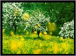 Park, Łąka, Kwitnące, Drzewa