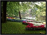 Park, Kaukenhof, Lisse, Wiosna, Kwitnące, Kwiaty