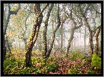 Las, Drzewa, Mgła, Omszone, Kamienie, Park Narodowy Peak District, Hrabstwo Derbyshire, Anglia