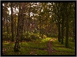 Las, Park, Ścieżka