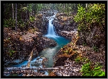 Las, Rzeka Ohanapecosh River, Park Narodowy Mount Rainier, Skały, Roślinność, Stan Waszyngton, Stany Zjednoczone