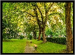 Ławki, Trawa, Drzewa, Park