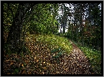 Park, Drzewa, Alejka, Liście, Ławka