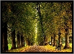 Park, Droga, Ławki, Drzewa, Liście, Jesień
