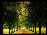Park, Aleja, Drzewa, Liście, Jesień