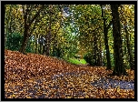 Park, Alejki, Drzewa, Liście, Jesień