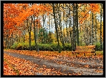 Park, Droga, Drzewa, Ławka, Liście, Jesień