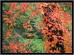 Park, Drzewa, Liście, Jesień