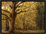 Park, Drzewa, Liście, Jesień