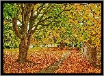 Park, Drzewa, Liście, Jesień