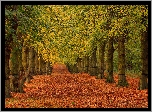Park, Jesień, Drzewa, Liście, Alejka