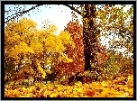 Park, Kolorowe, Drzewa, Liście, Jesień