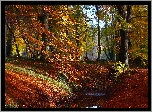 Park, Jesień, Kolorowe, Liście, Drzewa