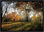 Park, Ludzie, Przebijające, Światło, Liście, Jesień