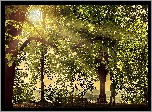 Park, Przebijające, Światło, Mężczyzna, Drzewa