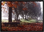 Park, Drzewa, Droga, Mgła, Jesień
