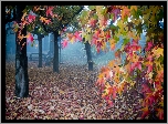 Park, Drzewa, Liście, Ławka, Mgła, Jesień