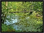 Park, Rzeka, Most, Drzewa