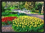 Park, Alejka, Mostek, Tulipany