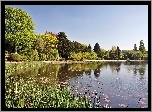 Park, Staw, Szuwary, W Newstead Abbey